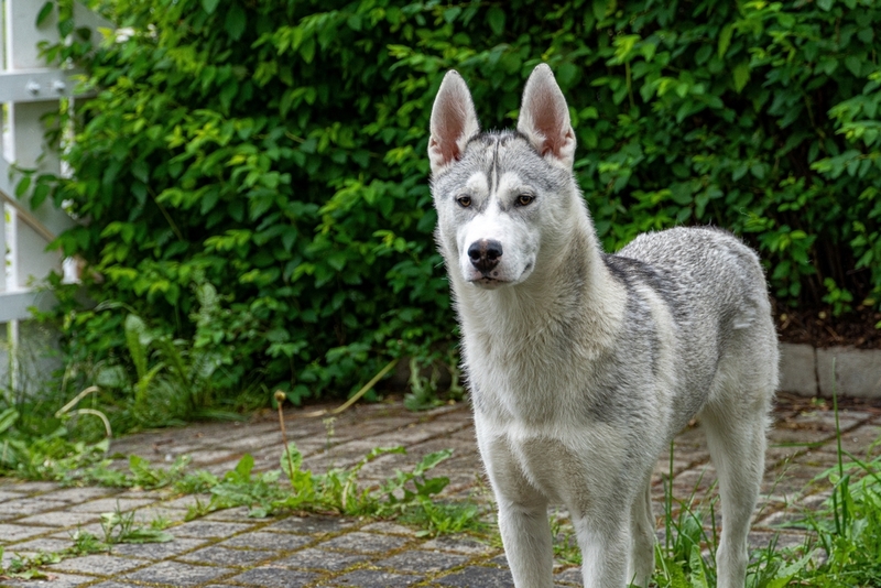 Активные хаски проживут дольше