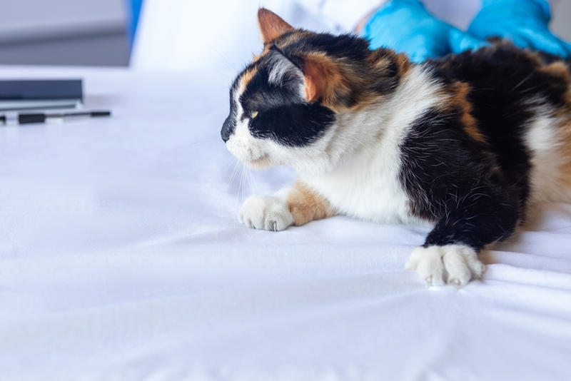 Как проявляются проблемы с печенью у кота?