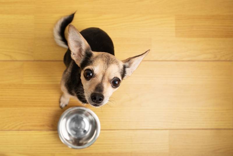 Можно ли собаке рыбу: сырую или вареную, как правильно давать