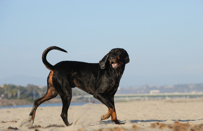 Черно-подпалый кунхаунд – американская охотничья собака