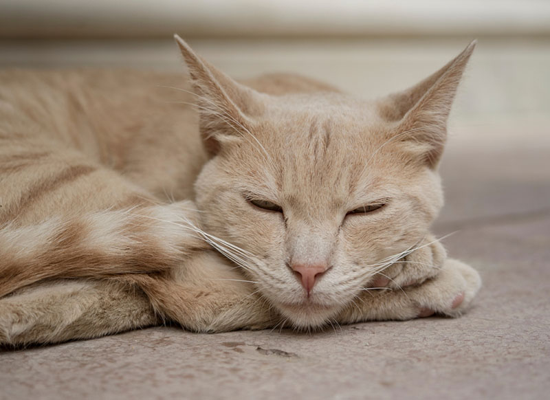 кот с артритом