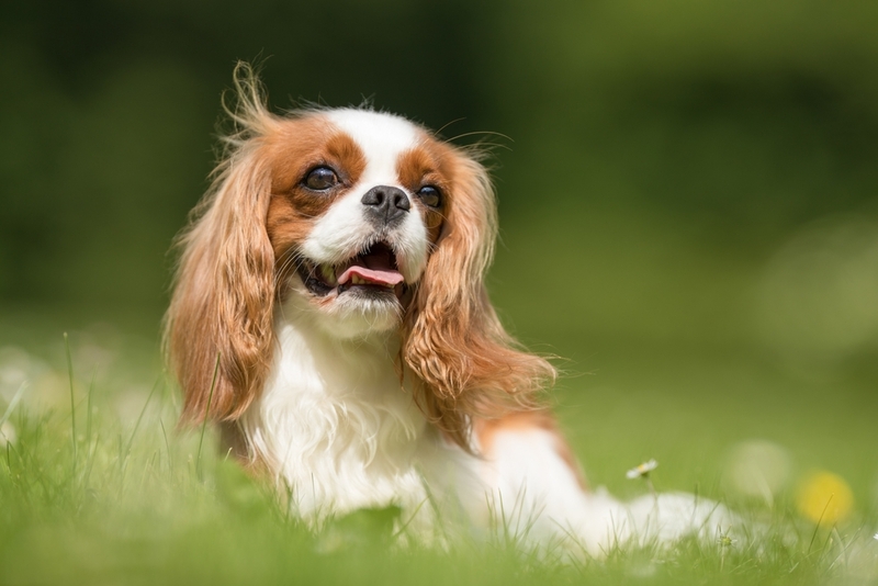 Болезни кавалер-кинг-чарльз-спаниелей требуют лечения