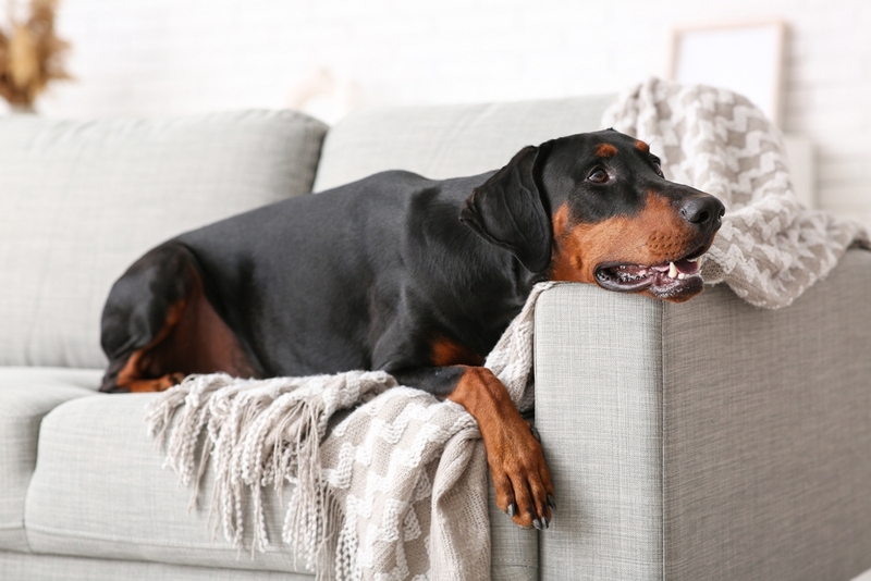 Сколько весит доберман?