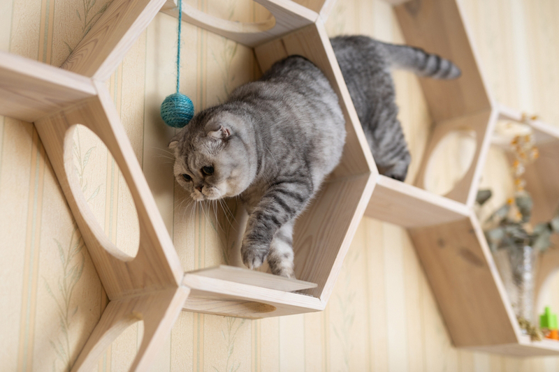 Вес шотландской вислоухой кошки растет по месяцам