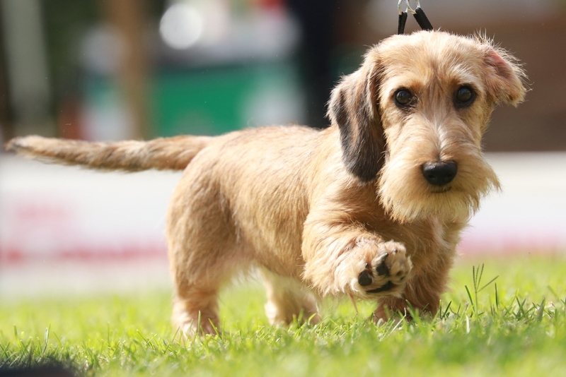 Установление режима – метод, как отучить собаку тянуть поводок