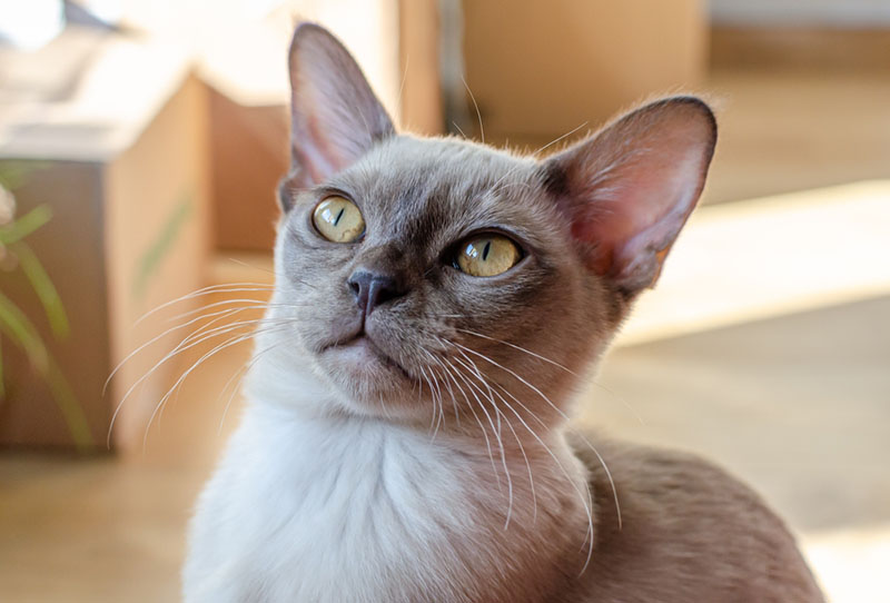 серая бурманская кошечка