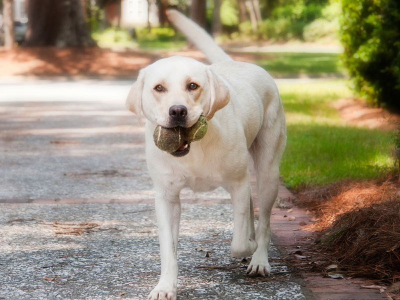 Лабрадоры более игривы по сравнению с голден-ретриверами