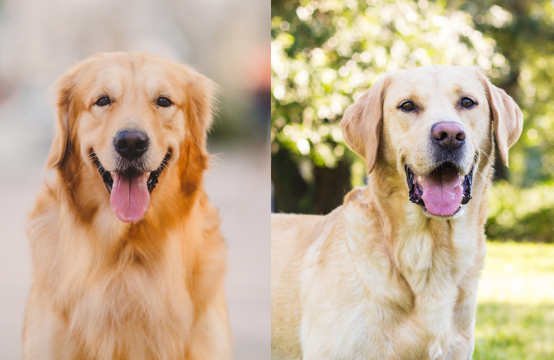 Чем отличается голова лабрадора от ретривера?