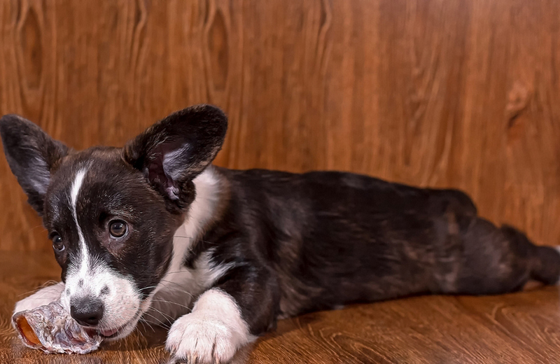 Какой уход нужен черному корги?