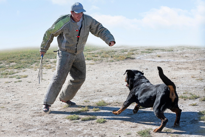 Ротвейлер на бельгийском ринге