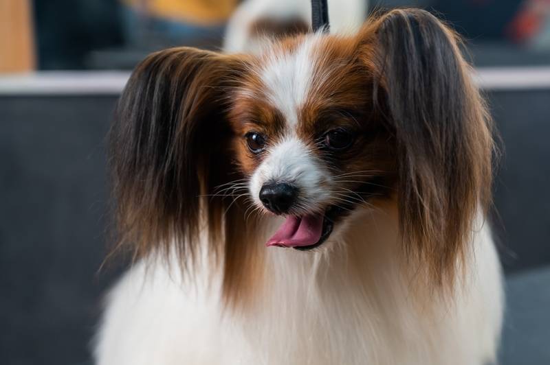 Папильон – красивая и добродушная порода собак
