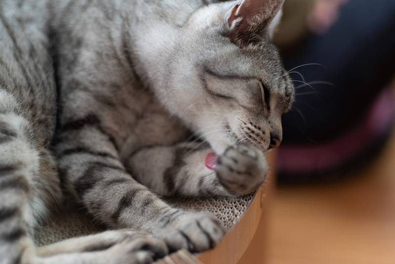 Дипилидиум у кошки появляется после проглатывания блохи