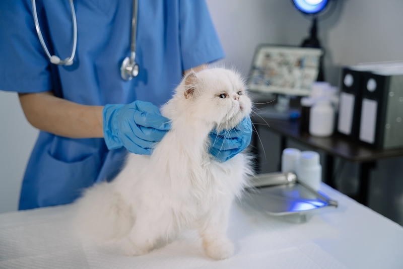 Диагностика пневмонии у кота включает анализы