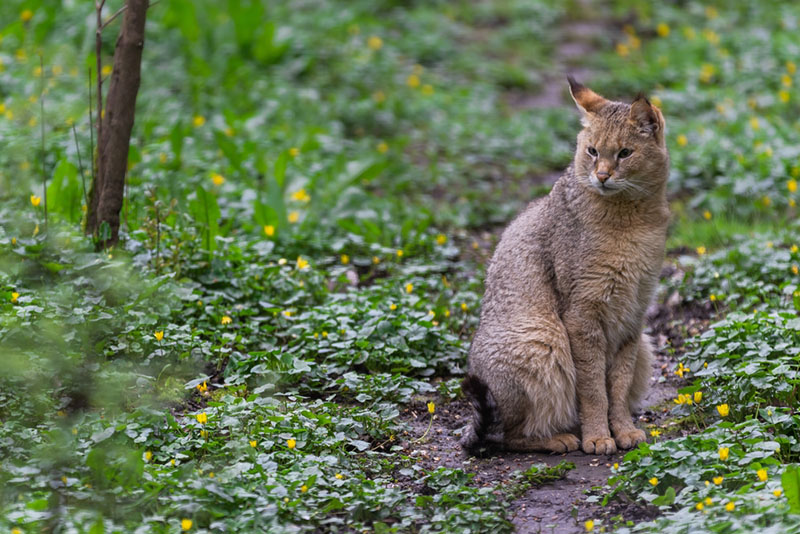 в дикой природе дикие кошки чаще выживают, если родились с “камуфляжной” шерстью, помогающей маскироваться на территории