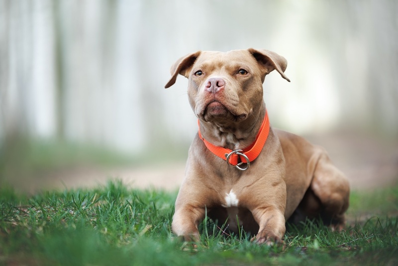 Рацион влияет на то, сколько весит питбуль