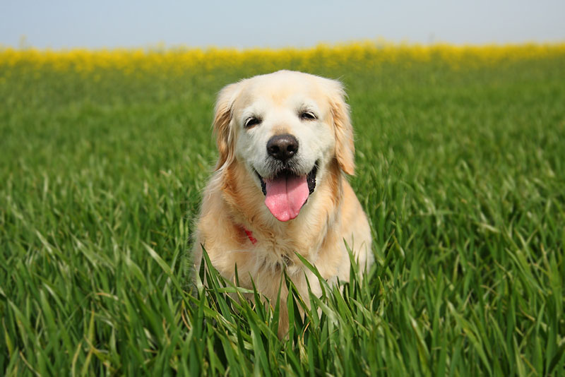 для собак риск укуса клещами возростает на природе