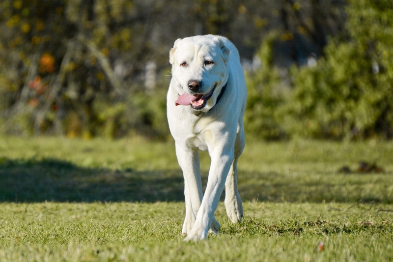 Вес алабая важно поддерживать в норме