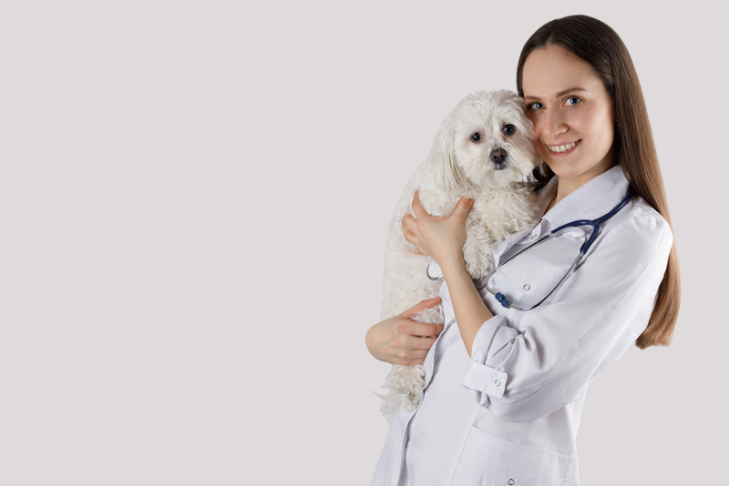 Для диагностики сальмонелл у собаки нужны анализы