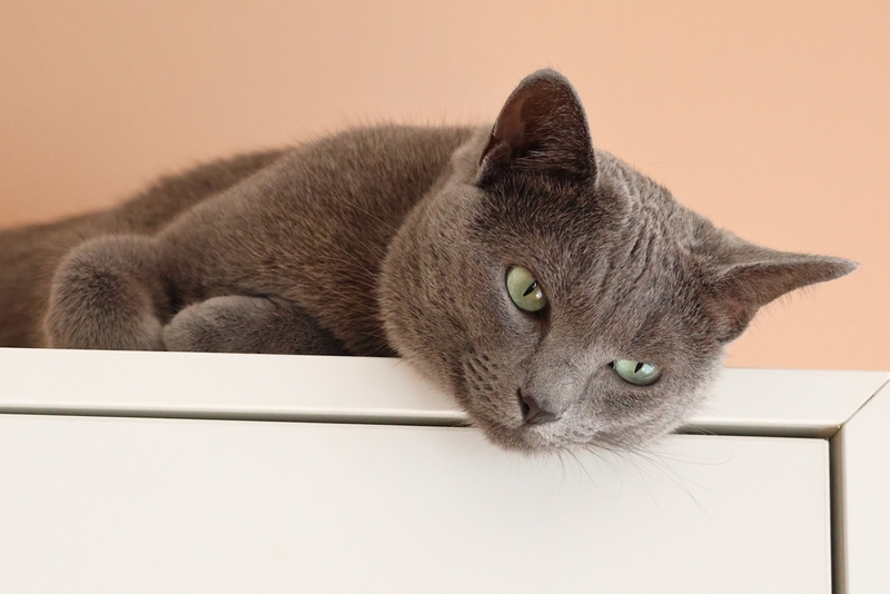 До скольких лет проживет русская голубая кошка?