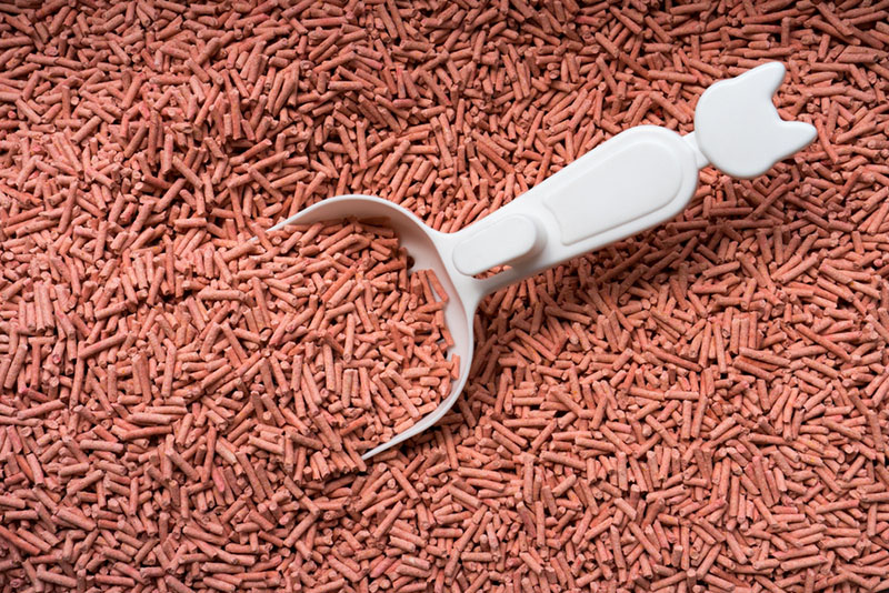 наполинтель в кошачьем лотке