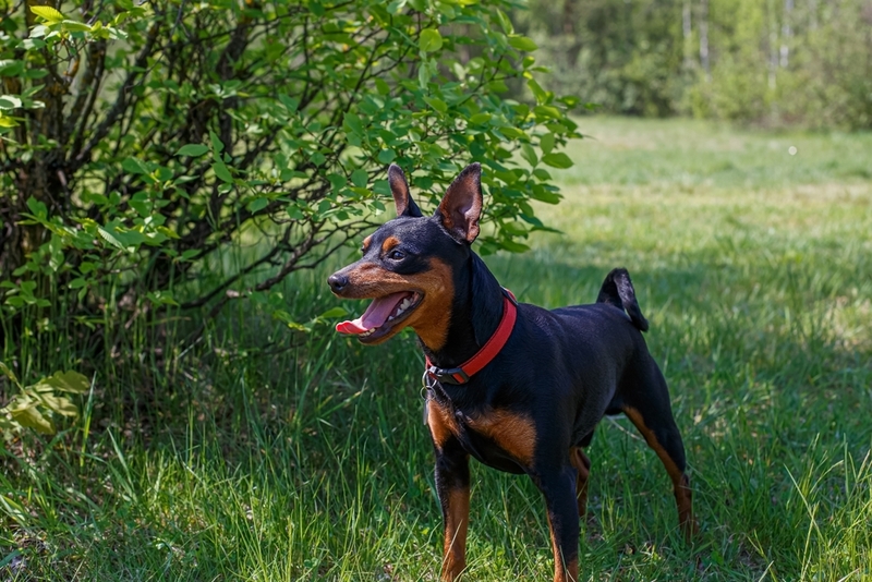 Вес цвергпинчера меняется по мере взросления