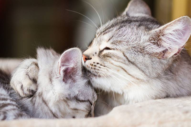 Почему коты и кошки вылизывают друг друга – 7 причин