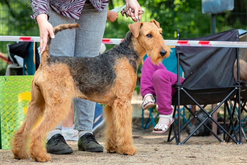 Эрдельтерьеры считаются хорошими собаками-поводырями