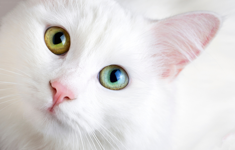 Болезни влияют на то, сколько проживет турецкая ангора