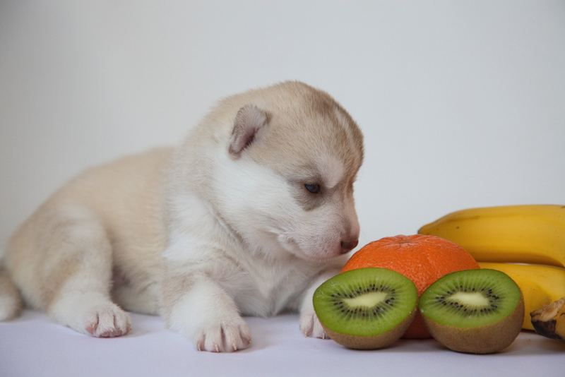 Может ли собака отравиться киви?