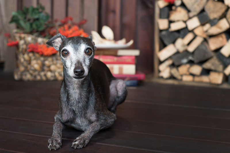 Важно контролировать, сколько весит левретка по мере взросления