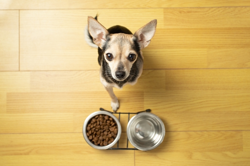 Если операция невозможна, для лечения липомы корректируют рацион собаки