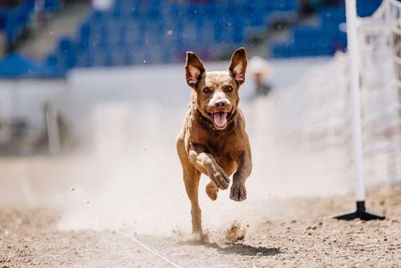 Чесапик-бей-ретривер – американская порода собак