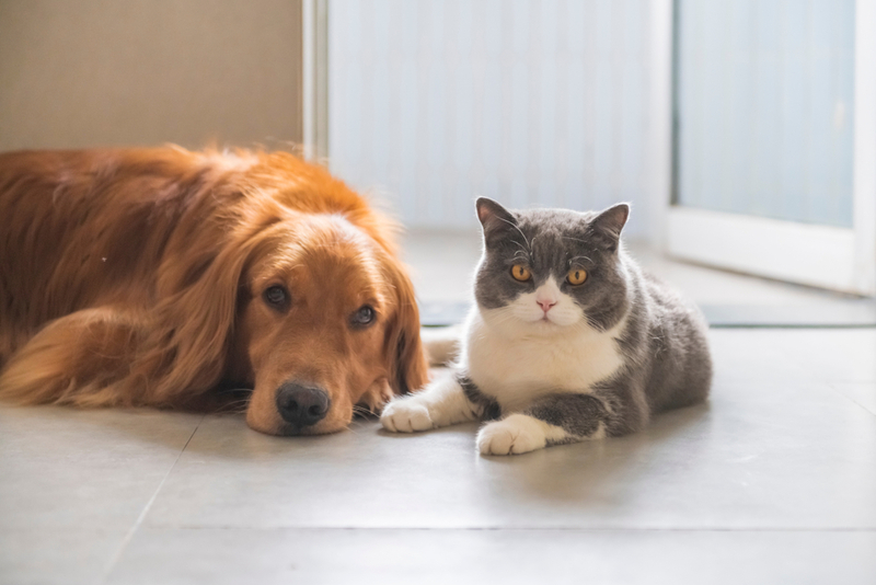 Собака может заразиться болезнью от кошки