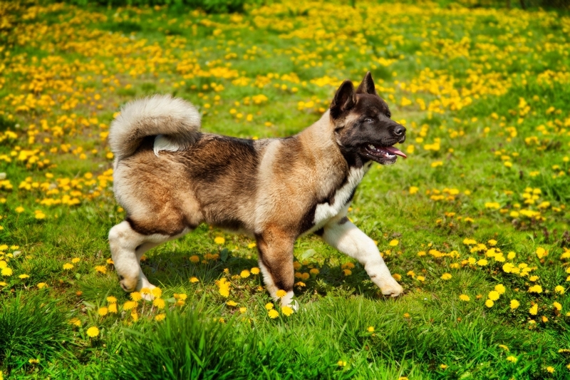 Американская акита – собака, склонная к доминированию 