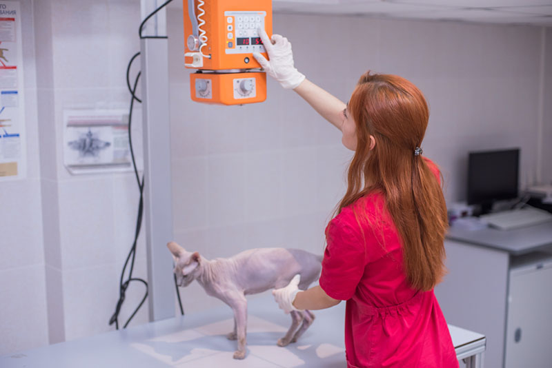 ветеринар готовит кошку с артритом к рентгенологическому исследованию