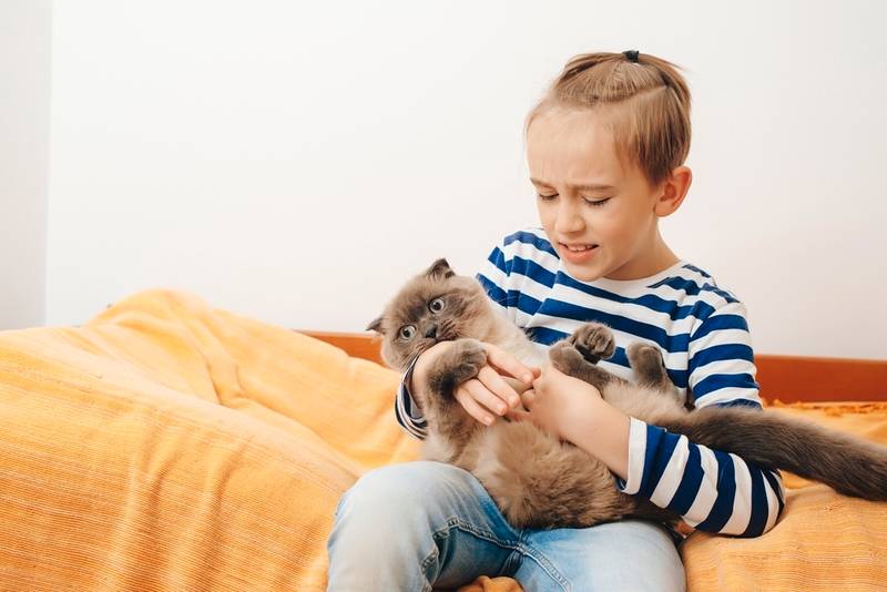 Какие люди выбирают кошек