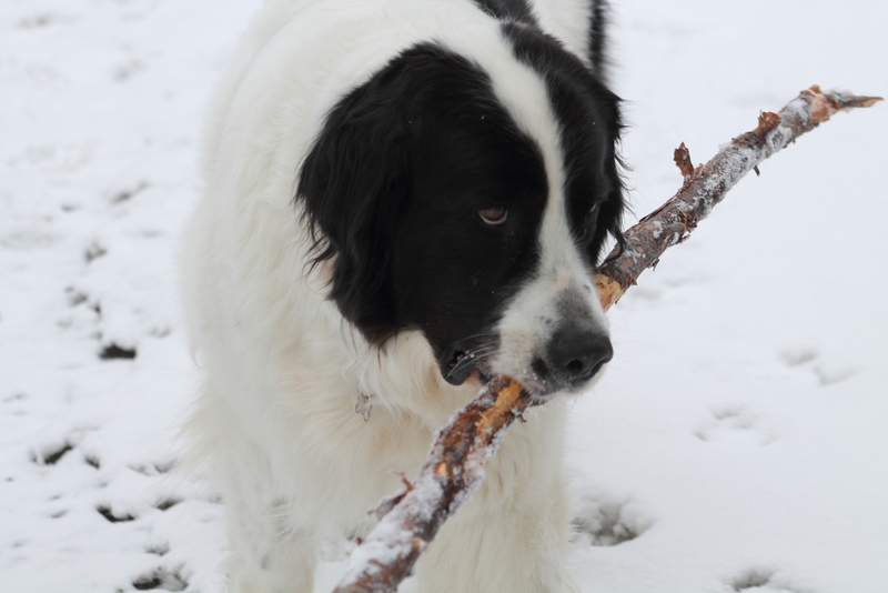 Молосская собака ландсир