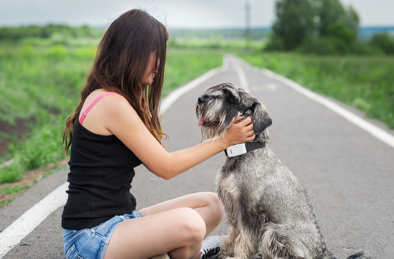 На то, сколько живет миттельшнауцер, влияет уход владельца