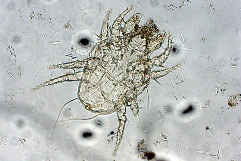 Так выглядит хейлетиелла у собак