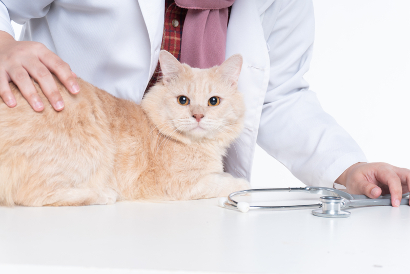 Кошке с васкулитом назначат лечение
