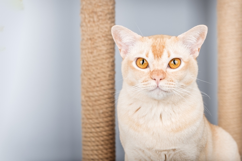 Рацион влияет на то, как долго живет бурманская кошка