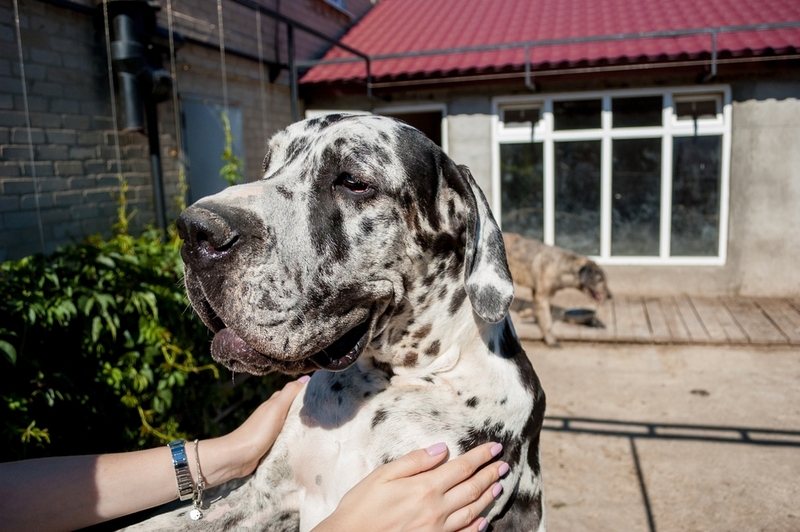Немецкий дог – пятнистый пес