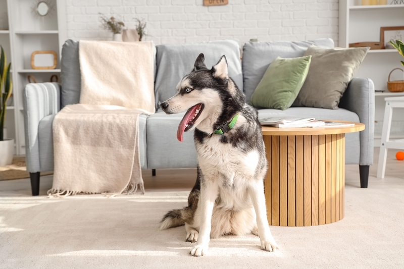 Важно знать, сколько весит хаски в норме