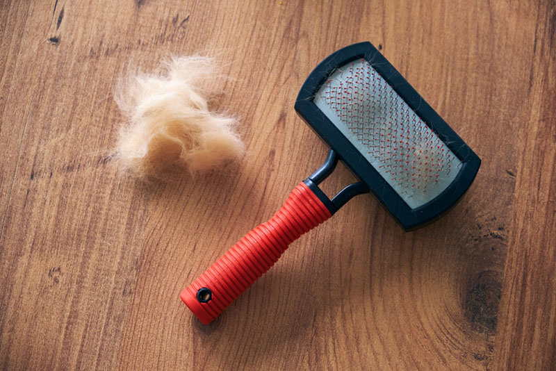 Выбирайте расчёску, которая не доставит дискомфорт пуделю