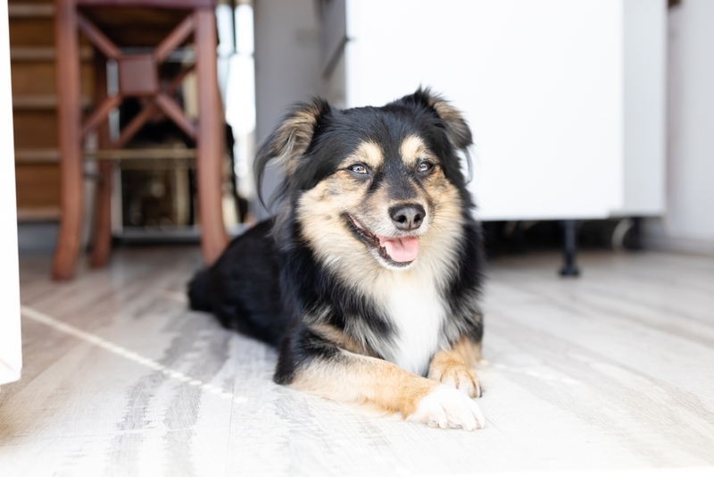 Причины возникновения лимфомы у собак точно неизвестны