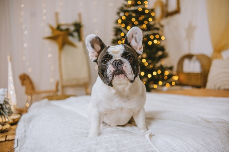 Как выглядит белый бульдог?