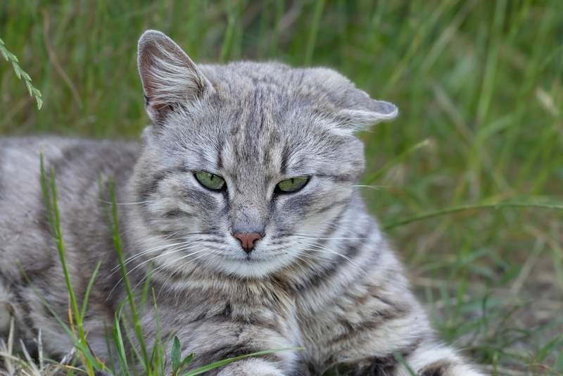 Кошка с гипертиреозом перестает ухаживать за собой