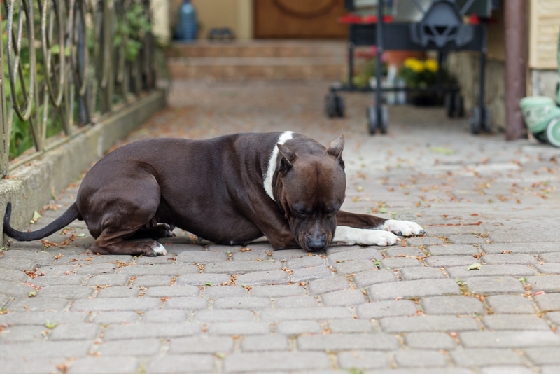 Кастрация влияет на продолжительность жизни американского стаффордширского терьера