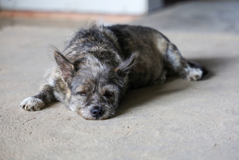У собак в возрасте может возникнуть инфаркт