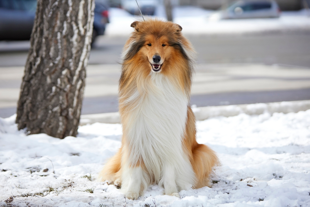 Одна из причин возникновения кокцидиоза – переохлаждение